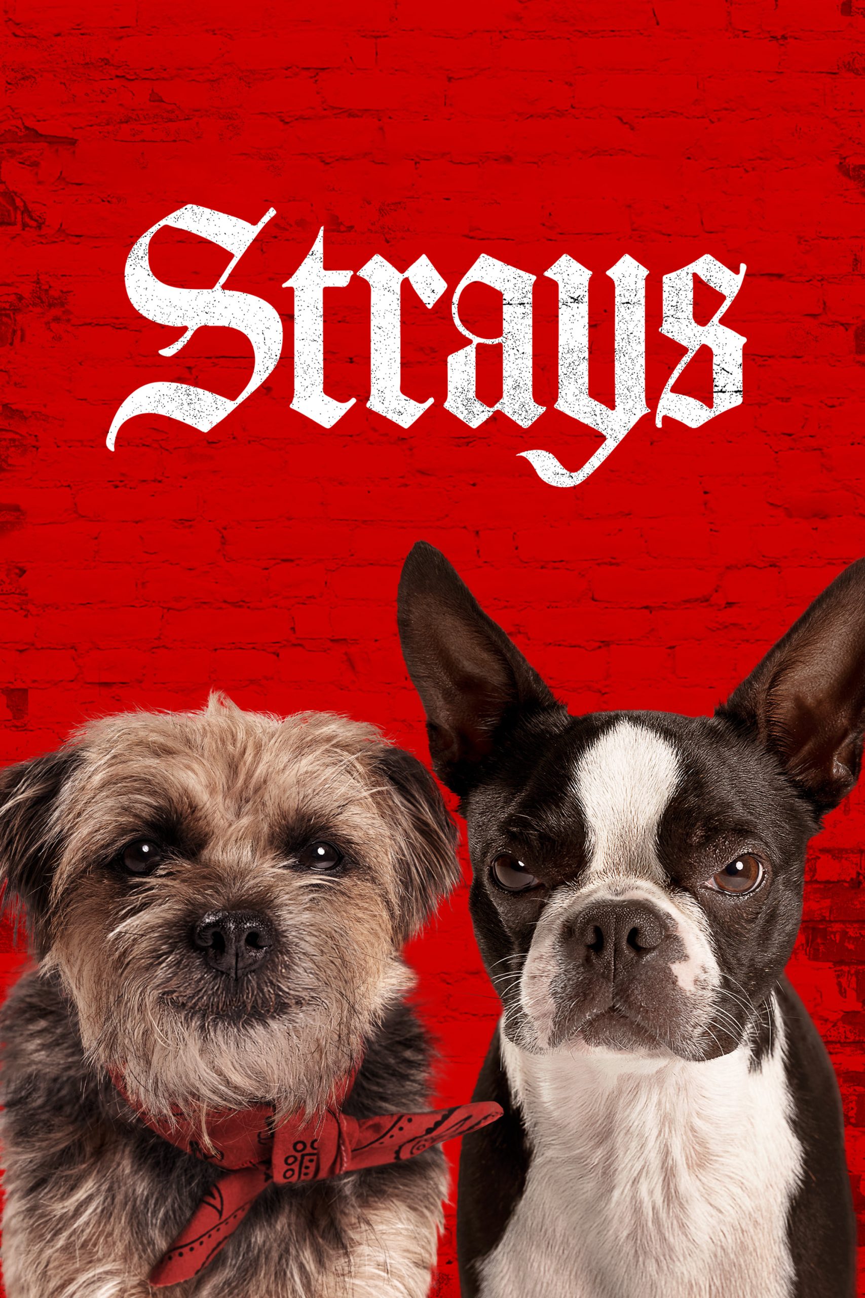 مشاهدة فيلم Strays 2023 مترجم